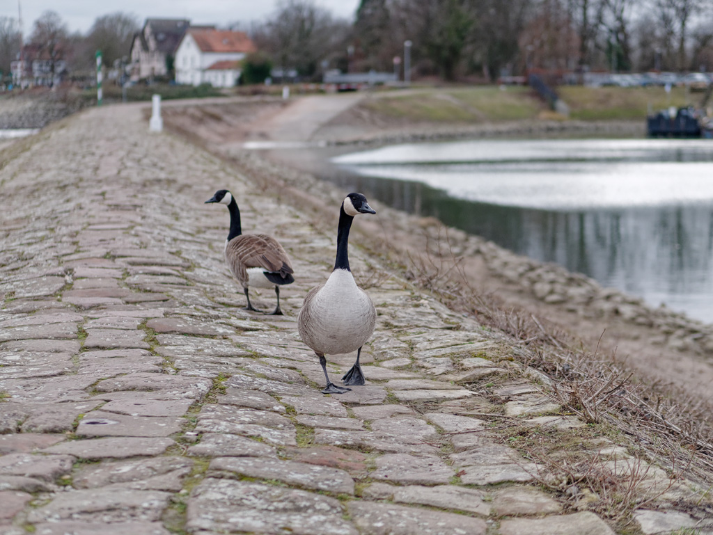 P1020047_DxO.jpg