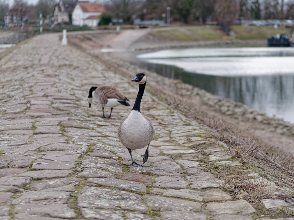P1020049_DxO.jpg