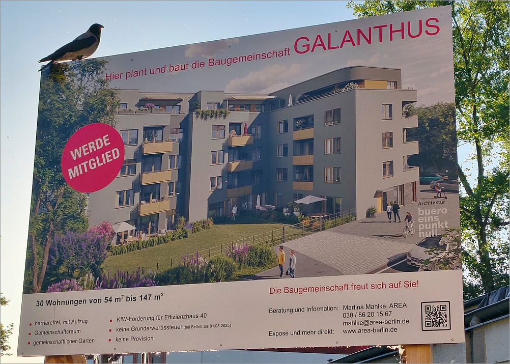 galanthus03.jpg