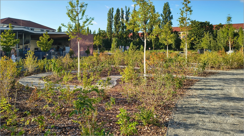 carossa11.jpg